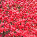 Set 5 Dwarf Burning Bush Shrubs, Bare Roots Plants, 6-10 Inch Burning Bush Plant for Growing Outdoor, Colorful Live Shrub