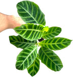 Calathea Zebrina Live Plant in 4" Pot - Calathea Plants Live - Pet Safe Easy to Grow Air Purifying Indoor House Plants Flowers for Home Office Wedding Decor & Birthday Gift(Heat Pack Included)