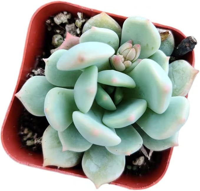 Live Succulent Cactus Plants from USKC (2" Pot) (Echeveria Moonglow)