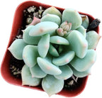 Live Succulent Cactus Plants from USKC (2" Pot) (Echeveria Moonglow)