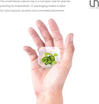 Ultum Nature Systems Live Tissue Culture - Anubias Nana Golden (Anubias barteri 'Nana') - Easy - Low to Medium Light - Light Green Accent - Foreground to Midground - 100% Snail Free Grown in-Vitro