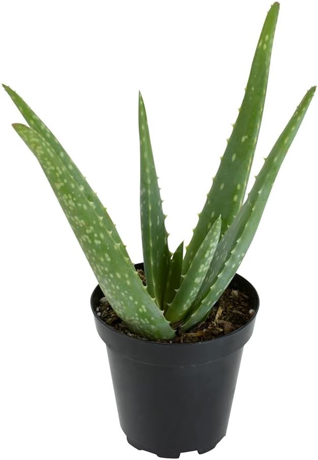 PFPX 9CM Aloe Vera (Solo) V2