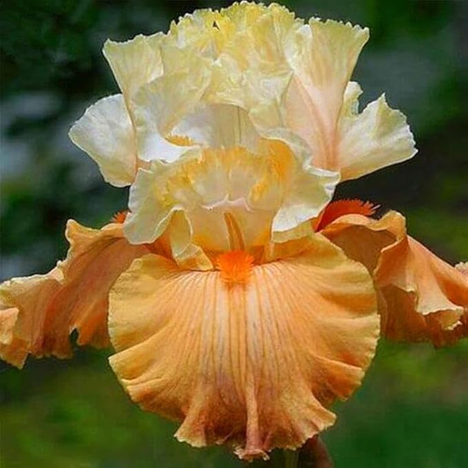 35 Mixed Color Rare Heirloom Iris Seeds - Stunning Colors for Your Garden - Uncommon Varieties