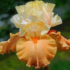 35 Mixed Color Rare Heirloom Iris Seeds - Stunning Colors for Your Garden - Uncommon Varieties