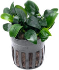 SubstrateSource Anubias Live Aquarium Plants - Potted Freshwater Plant for Fish Tanks, Terrariums - Beginner Friendly Low Light (Nana Bonsai, 1 Pot)