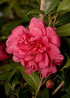 Alabama Beauty Camellia (2.5 Quart) Flowering Evergreen Shrub with Rosey-Red to Pink Blooms - Full Sun to Part Shade Live Outdoor Plant - Southern Living Plants