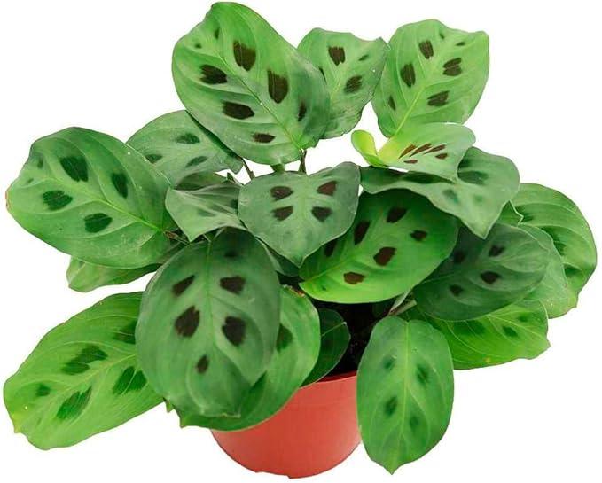 Maranta Leuconeura Live Plant for Indoor | Different Houseplants in 4'' & 6'' Pot | Real House Plant for Living Room, Office, Desk & Bathroom | Prayer Plant