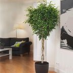 Brighter Blooms - Braided Benjamina Ficus Tree, 3-4 ft. - No Shipping to AK, AZ, HI, OR