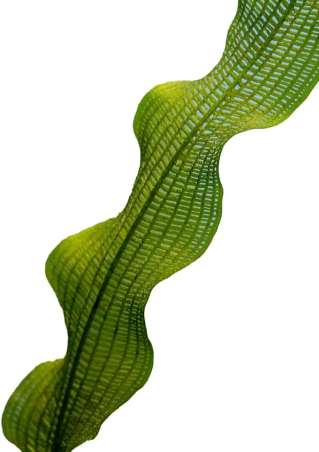 Madagascar Lace Bulb Aponogeton madagascariensis, Live Aquarium Plant, Freshwater Aquatic Bulbs, Easy to Grow, Ideal for Planted Aquariums & Aquascapes Awesome Aquatic