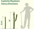 Cactus Outlet - Cactus Plants Live, Euphorbia Royaleana Live Cactus 18”-24" - Rare Large Live Cactus - Landscape Ready Large Cactus Plant Live Delivered Right to Your Door