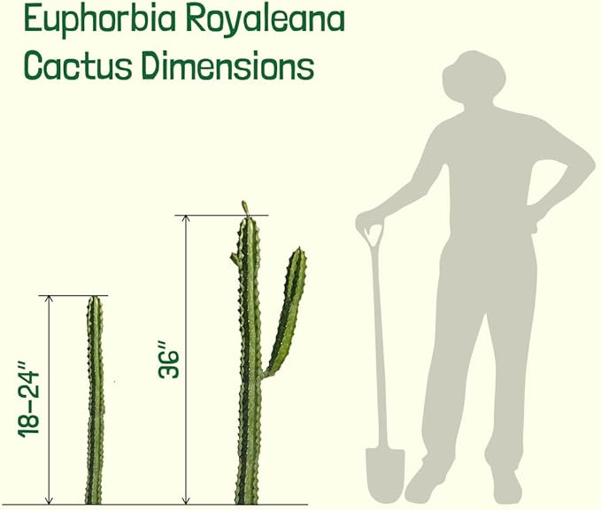 Cactus Outlet - Cactus Plants Live, Euphorbia Royaleana Live Cactus 18”-24" - Rare Large Live Cactus - Landscape Ready Large Cactus Plant Live Delivered Right to Your Door