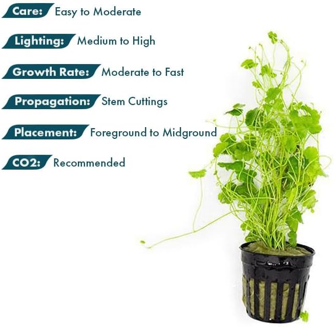 SubstrateSource Live Plant - Lawn Marsh Pennywort (Hydrocotyle sibthorpioides) - Easy to Moderate Care, Medium to High Light, Bright Green Accent, Freshwater Aquatic Plant for Aquascaping - Pot