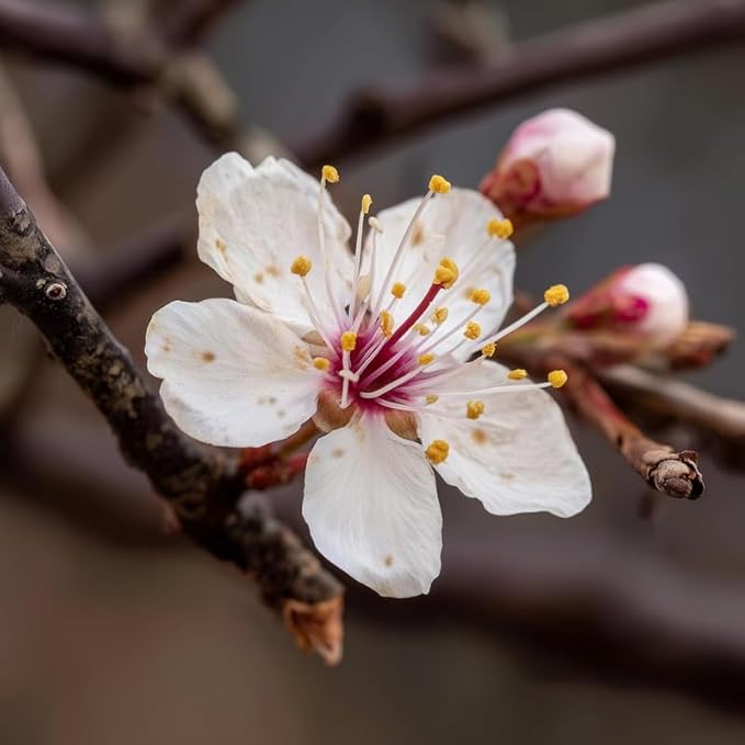 2 Purple Leaf Sand Cherry Trees/Shrubs - 3-4 Foot Tall Tall Live Plants - Purpleleaf Cistena Plum Bushes - Prunus x cistena - (2 Pack)
