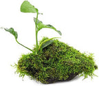 SubstrateSource Live Planted Decor - Anubias Barteri & Christmas Moss on Driftwood - Deep Green Leaves with Bright Fronds, Freshwater Aquatic Plant for Foreground to Midground Tank Placement - 1 Pack