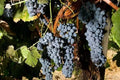 Thomcord Seedless Grape Vine - 1 Bare Root Live Plant