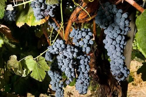 Thomcord Seedless Grape Vine - 1 Bare Root Live Plant