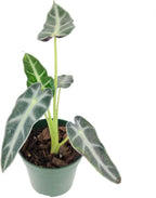 Alocasia Bambino (4'' Grower Pot) - Low Light and Healthy Houseplant - Easy to Care Indoor Houseplant