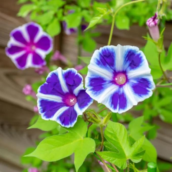 50+ Mix Japanese Morning Glory Seeds Climbing Vine Flowers Perennial Ipomoea Bloom in Summer Plant