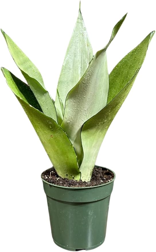Sansevieria Moonshine in 4" Pot - Live Snake Plant - Easy to Grow Indoor Plant - Air Purifier House Plant - Office Gift