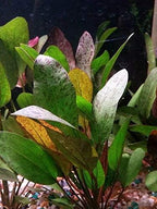 Potted Live Aquarium Plants | Freshwater Aquatic Plants for Aquariums (Red Flame Sword, 3 Pack)