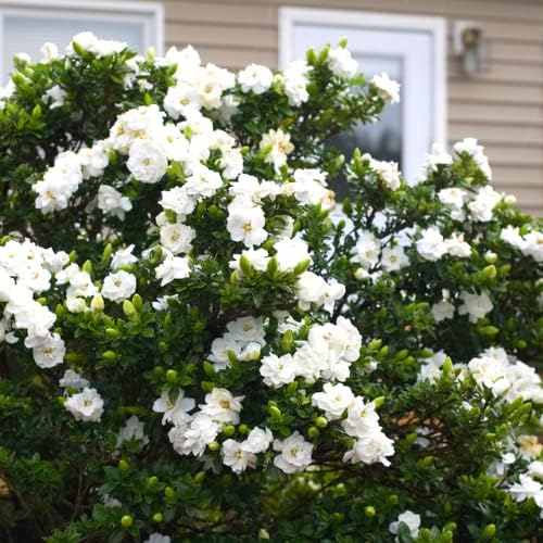 Gardenia Jasmine Plants Live, Set 3 of Frostproof Cape Jasmine Live Plants, 5 Inches to 7 Inches Long, Plant for Indoors Or Outdoor Gardening