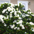 Gardenia Jasmine Plants Live, Set 3 of Frostproof Cape Jasmine Live Plants, 5 Inches to 7 Inches Long, Plant for Indoors Or Outdoor Gardening