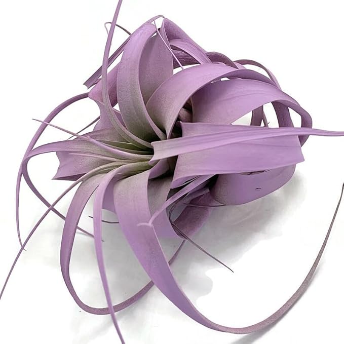 XL Xerographica Colored Air Plant, Live Tillandsia House Plant, Easy Care Indoor Outdoor, Great Gift, Healthy Arrival Guaranteed (Lavender)