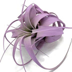XL Xerographica Colored Air Plant, Live Tillandsia House Plant, Easy Care Indoor Outdoor, Great Gift, Healthy Arrival Guaranteed (Lavender)