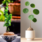 Stephania Cephalantha Live Plant, 3.5-4" Caudex with Sprouts, Rare Hardy Caudex Succulent Houseplant for Indoor Growing and Home Décor