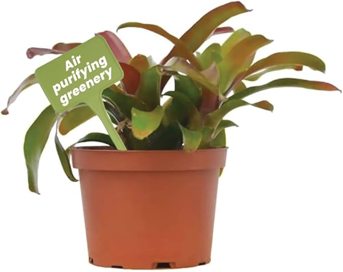 American Plant Exchange Live Bromeliad Fireball Neoregelia Plant, Plant Pot for Home and Garden Decor, 6" Pot