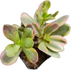 Live Succulent Cactus Plants from USKC (2" Pot) (Crassula Platyphylla Variegated)