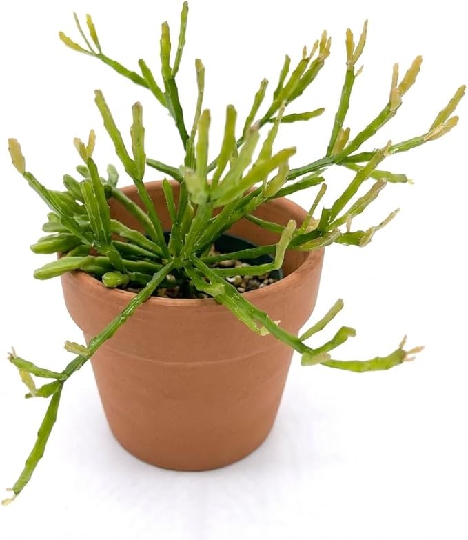 Rhipsalis ewaldiana - Live Succulent Plant, 2 Inch Clay Pot, Thin Trailing Green Stems with Branching Form, Easy Care Pet Friendly Plant for Hanging Planters, Home Decor