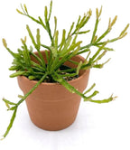 Rhipsalis ewaldiana - Live Succulent Plant, 2 Inch Plastic Pot, Thin Trailing Green Stems with Branching Form, Easy Care Pet Friendly Plant for Hanging Planters, Home Decor