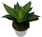 Snake Plant, Sansevieria, Live Indoor Plant, Easy Care, Air Purifying Plant, 4 inch Pot (Foreset Star)