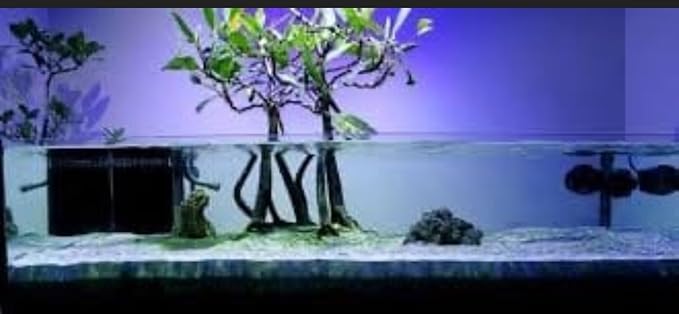 Generic AquaGardens | Red Mangrove - Live Plant (Medium + Heat Pack for Cold Weather Shipping), Green