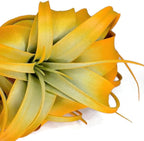 XL Xerographica Colored Air Plant, Live Tillandsia House Plant, Easy Care Indoor Outdoor, Great Gift, Healthy Arrival Guaranteed (Bright Orange)