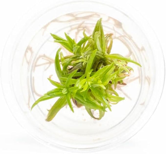 Ultum Nature Systems Live Tissue Culture - Pogostemon Erectus (Pogostemon erectus) - Moderate - Medium to High Light - Bright Green Accent - Background - 100% Snail Free Grown in-Vitro - Small Cup