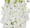 KaBloom PRIME NEXT DAY DELIVERY - Wedding Collection - 30 White Orchids Cut to-Order, and Homegrown in the USA) I Gift for Birthday, Anniversary, Thank You, Mother’s Day Fresh Flowers.