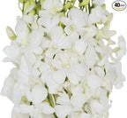 KaBloom PRIME NEXT DAY DELIVERY - WEDDING COLLECTION - 40 White Orchids Cut-to-Order, and Homegrown in the USA). I Gift for Birthday, Anniversary, Thank You, Mother’s Day Fresh Flowers.