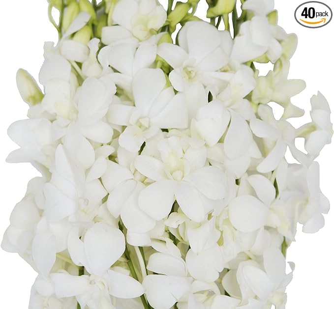 KaBloom PRIME NEXT DAY DELIVERY - WEDDING COLLECTION - 40 White Orchids Cut-to-Order, and Homegrown in the USA). I Gift for Birthday, Anniversary, Thank You, Mother’s Day Fresh Flowers.