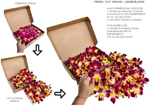 Miami Fresh Orchid Loose Bloom PERISHABLE flowers OrchidClub USA Sunne Tropical DIY lei, food & drink decoration (100 YELLOW)