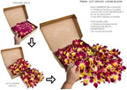 Miami Fresh Orchid Loose Bloom PERISHABLE flowers OrchidClub USA Sunne Tropical DIY lei, food & drink decoration (100 YELLOW)