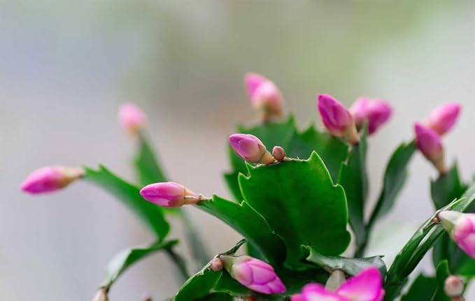 American Plant Exchange Live Christmas Cactus 3-Pack – 4-Inch Pot Cover – Easy Care Flowering Succulents with Festive Blooms for Holiday Home Décor, Kitchens, Offices & Indoor Winter Displays
