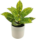 7.5in Plant in Pot, Spotted Laurel Plant, Green and Yellow Color.