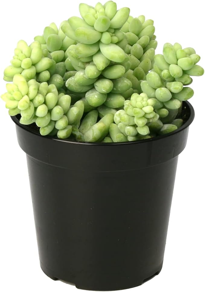Altman Plants, 3.5" Donkey Tail Succulent Plants Live Succulents Plants Live Indoor Plants Live Houseplants Live Indoor House Plants Indoors Live Plants Indoor, Outdoor Plants Live Succulent Plants
