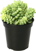 Altman Plants, 3.5" Donkey Tail Succulent Plants Live Succulents Plants Live Indoor Plants Live Houseplants Live Indoor House Plants Indoors Live Plants Indoor, Outdoor Plants Live Succulent Plants