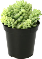Altman Plants, 3.5" Donkey Tail Succulent Plants Live Succulents Plants Live Indoor Plants Live Houseplants Live Indoor House Plants Indoors Live Plants Indoor, Outdoor Plants Live Succulent Plants