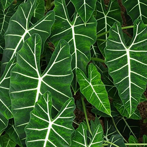Frydek Elephant Ear Live Plant - Alocasia Micholitziana - Wellspring Gardens Starter Plant - Exotic Tropical Houseplant for Indoor & Outdoor Garden, Landscaping, Home Decor - Lush Green Foliage