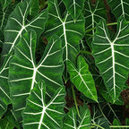Frydek Elephant Ear Live Plant - Alocasia Micholitziana - Wellspring Gardens Starter Plant - Exotic Tropical Houseplant for Indoor & Outdoor Garden, Landscaping, Home Decor - Lush Green Foliage