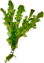 Marcus Fish Tanks Green Cabomba Caroliniana Easy Live Aquarium Plants for Aquatic Freshwater Fish Tank BUY2GET1FREE